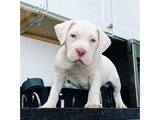 pitbull